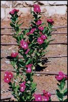 Catharanthus roseus - Rose Periwinkle