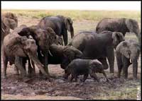 Zimbabwe - Elephants