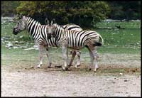 Botswana - Zebras
