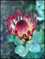 The protea, an evergreen shrub for which South Africa is renowned